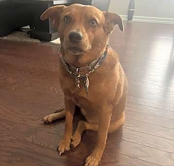 Photo of Sadie