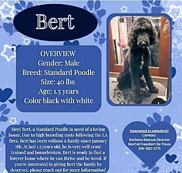 Photo of Bert