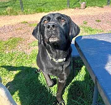 Photo of Trigger