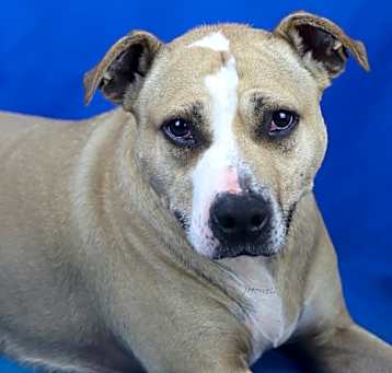 Photo of Rico-040917T -2