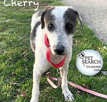 Photo of Cherry
