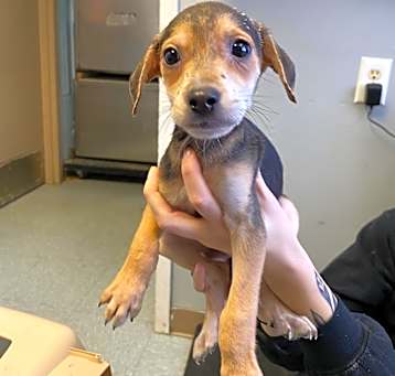 Photo of Indigo (Mocha / Odie)