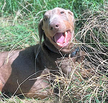 Photo of Winston