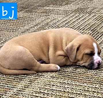 Photo of BJ