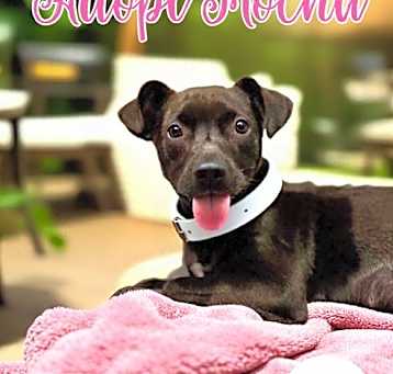 Photo of Mocha
