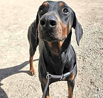 Photo of Rocky
