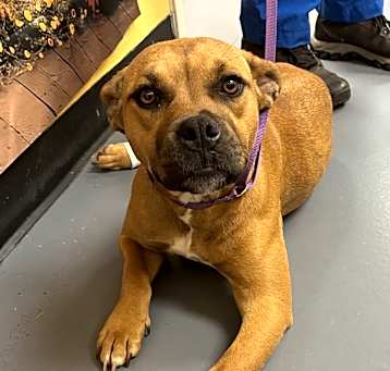 Photo of 25-05-1295 Honey