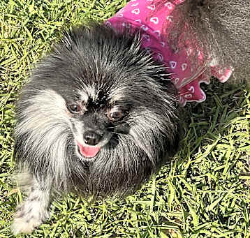 Photo of Xena