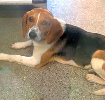 Photo of Beetley - At shelter available 5/15