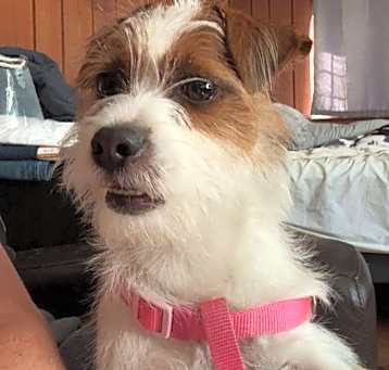 Photo of Laila