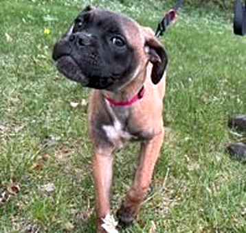 Photo of Ranger