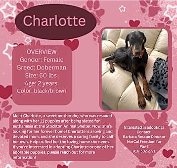 Photo of Charlotte