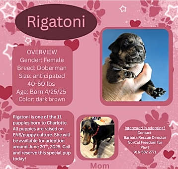 Photo of Rigatoni