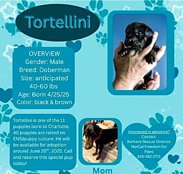 Photo of Tortellini