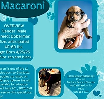 Photo of Macaroni