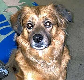 Photo of Grizzly