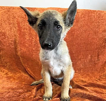 Photo of Xena