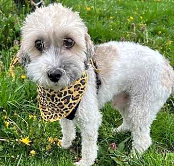 Photo of Toto
