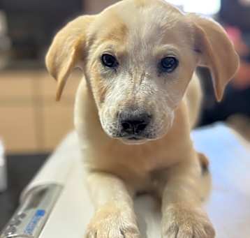 Photo of Kiki - Floppy Eared Girl! 