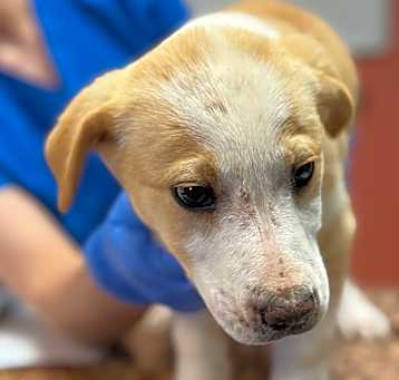 Photo of Windy - Sweet, Loving Girl!