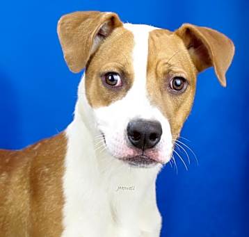 Photo of Diesel - 032104T-2