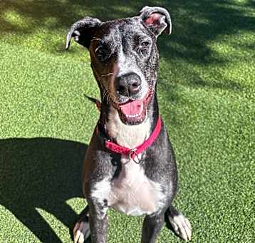 Photo of Corra A2166095