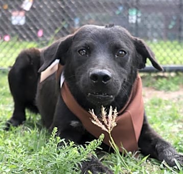 Photo of Luther