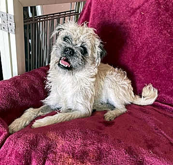 Photo of Benji
