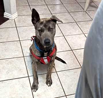 Photo of Rocky