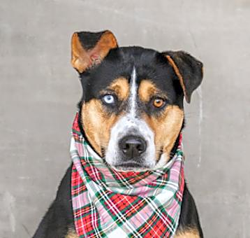 Photo of Otto