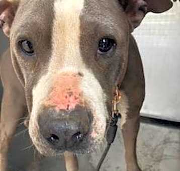 Photo of GRACIE