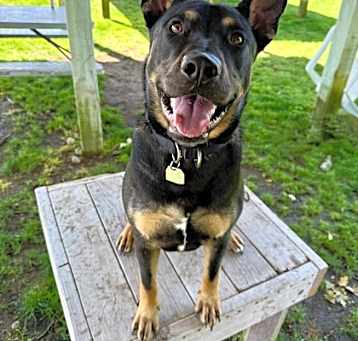 Photo of Chester