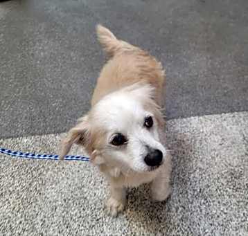 Photo of LOBO