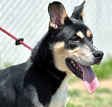 Photo of 89287 Jett