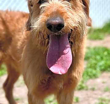 Photo of 88915 Scruffy