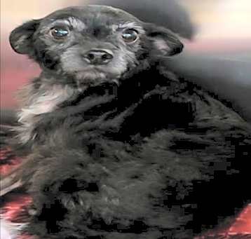 Photo of SADIE