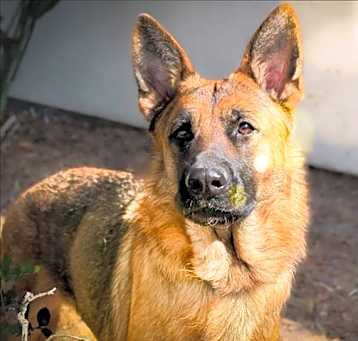 Photo of ROSINA