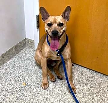 Photo of Scrappy Doo