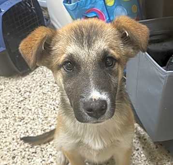 Photo of Barkus Aurelius