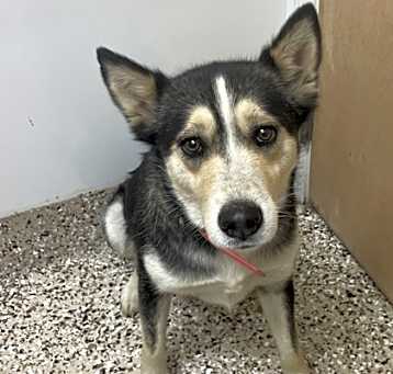 Photo of Juno aka Murphey