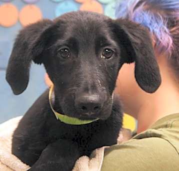 Photo of Clifford