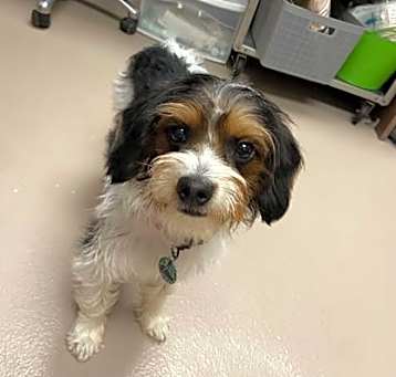 Photo of Buddy Boop