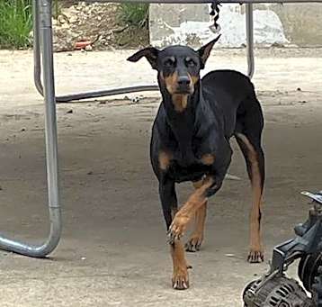 Photo of ROCKY
