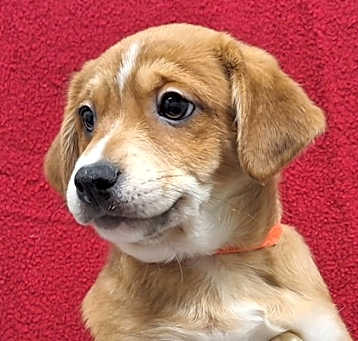 Photo of Sneezy