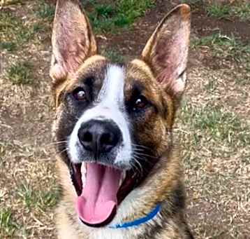 Photo of APOLLO