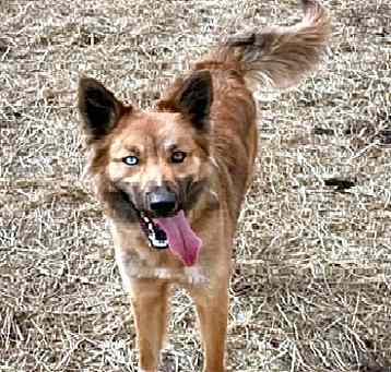 Photo of Sadie