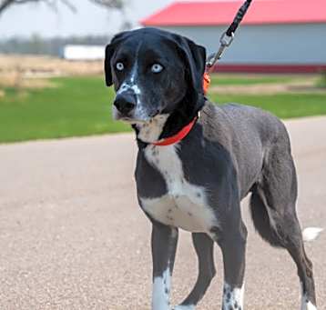 Photo of Blue (Briggs)