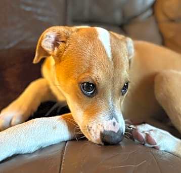 Photo of Rowdy