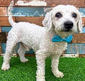 Photo of Harvey