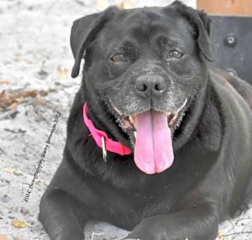 Photo of Lucky